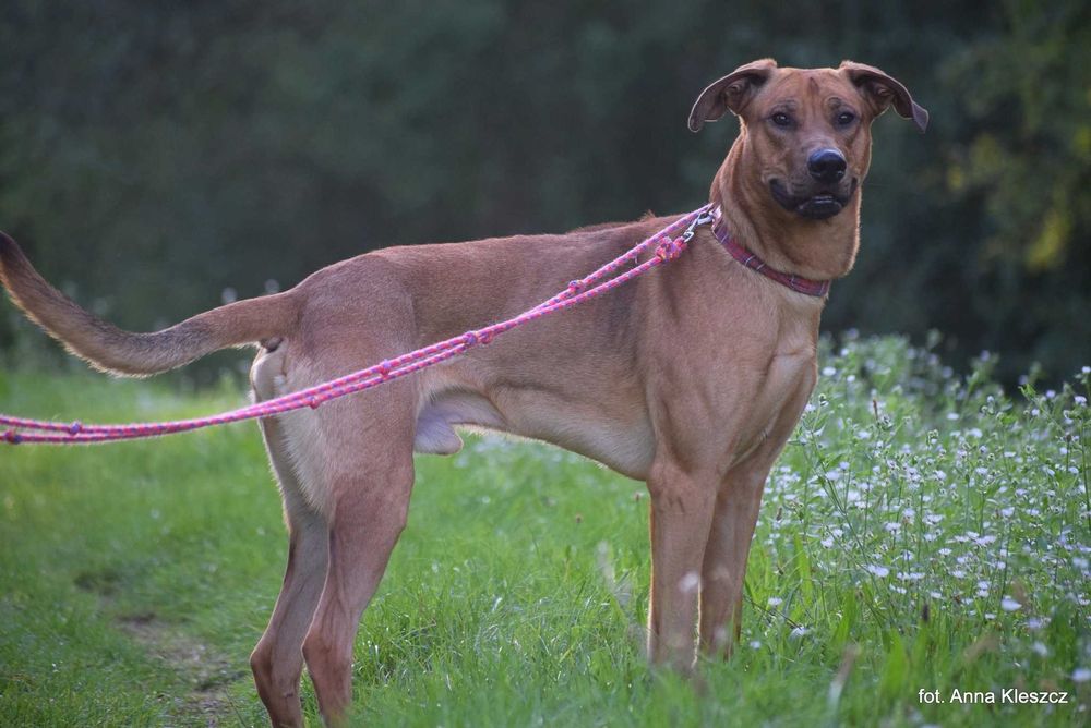 Fifi roczny psiak w typie Rhodesian Ridgeback