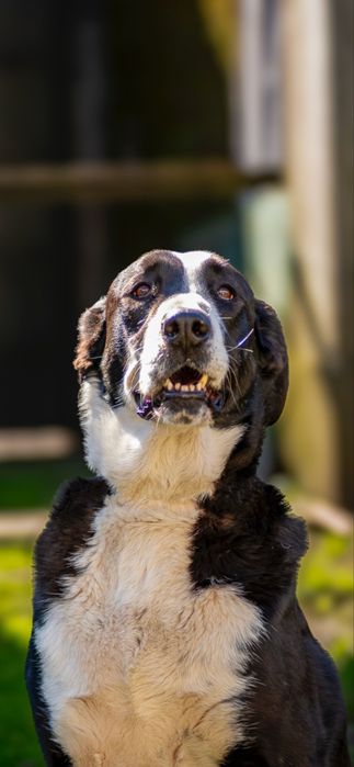 Borg, porte grande, para adoção responsável