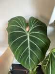 Philodendron gloriosum