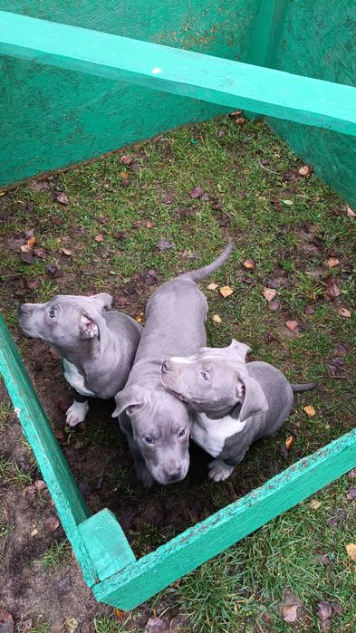 Amstaff błękitny blue samiec gotowy do odbioru