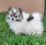 Szpic MIniaturowy Pomeranian - Suczka