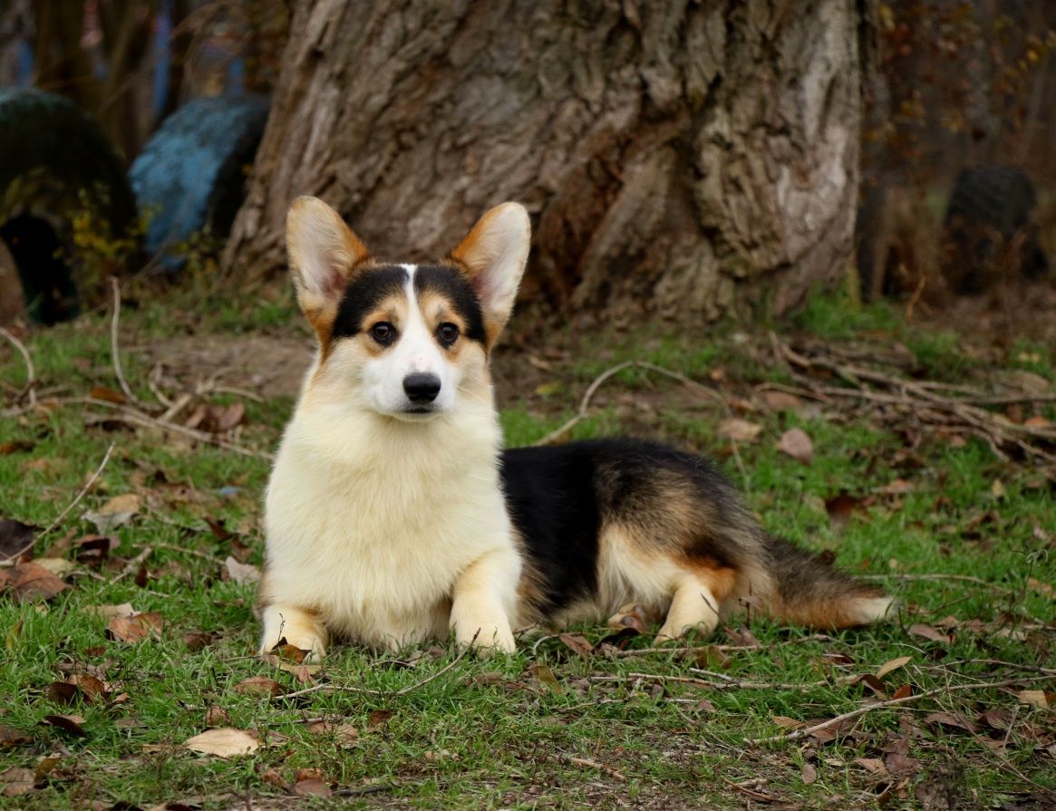 Хлопчик вельш коргі