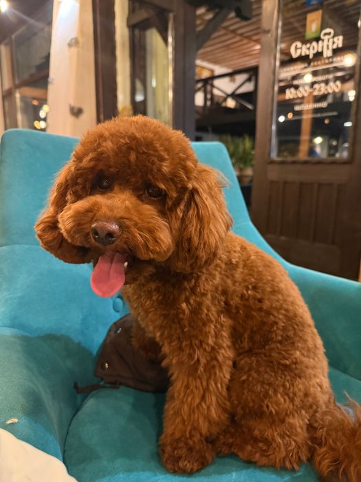 Вязка. Общительный и милый той пудель ищет невесту