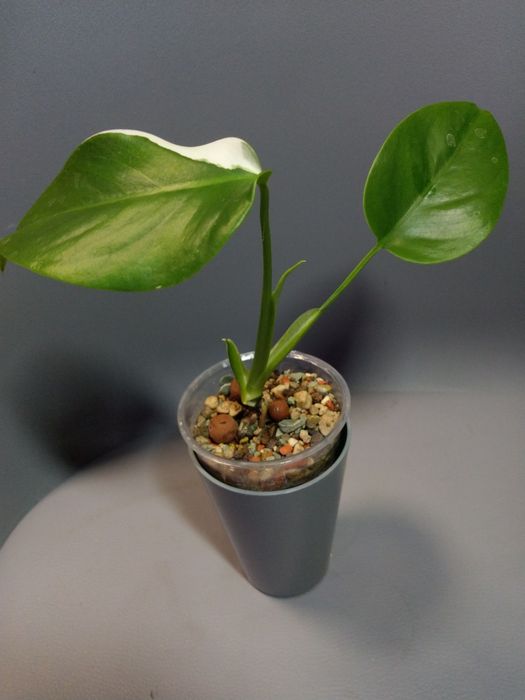 Monstera Variegata*2