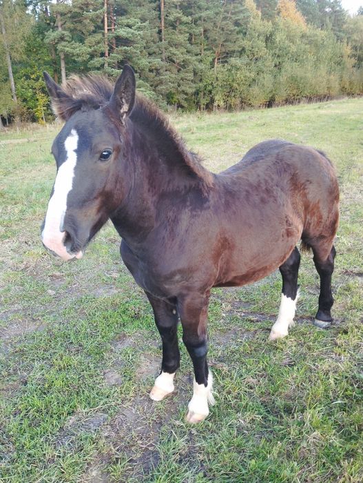 Sprzedam ogierka zimnokrwistego