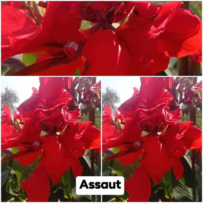 Sprzedam kłącza kann