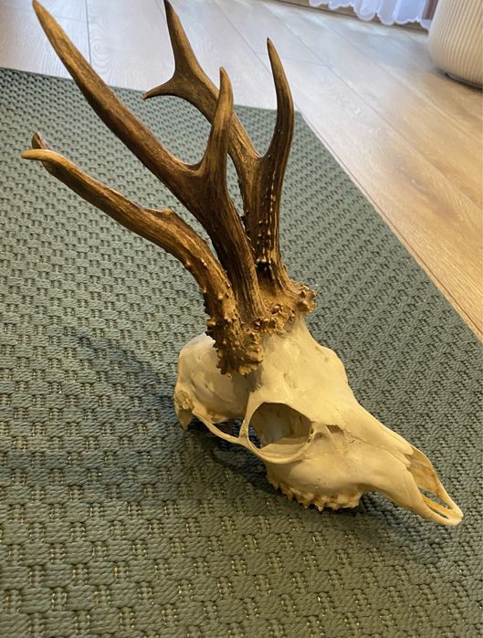 Myłkusy poroże parostki rogi kozła