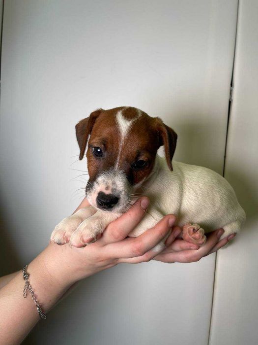 Цуценята Джек Рассел, собачка Джек, веселі цуценята