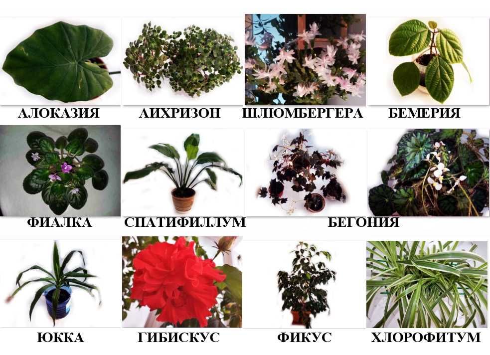 Книга Комнатные растения от А до Я Энциклопедия растений цветов