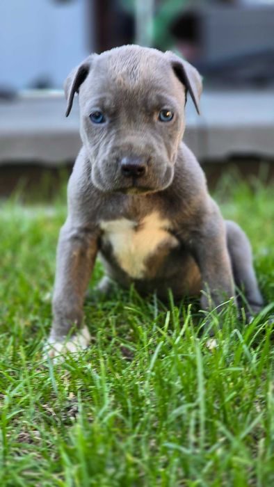 American bully xl