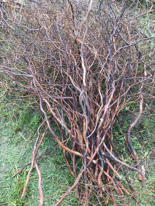 Гілки чищені ,дуб,вишня,верба,слива,алича,яблуня.