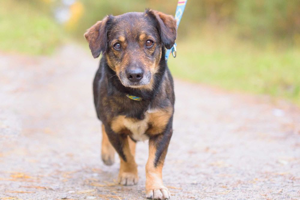 STEFEN - łagodny spokojny pies na tropie dobrego domu