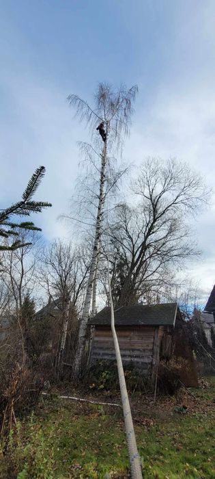 Wycinka Drzew Trudnych Sprzątnie Działek Cała Małopolska Szybki Termin