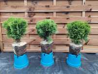 Thuja Danica Tuja Danika 3 letnia sadzonka doniczka mocno ukorzeniona