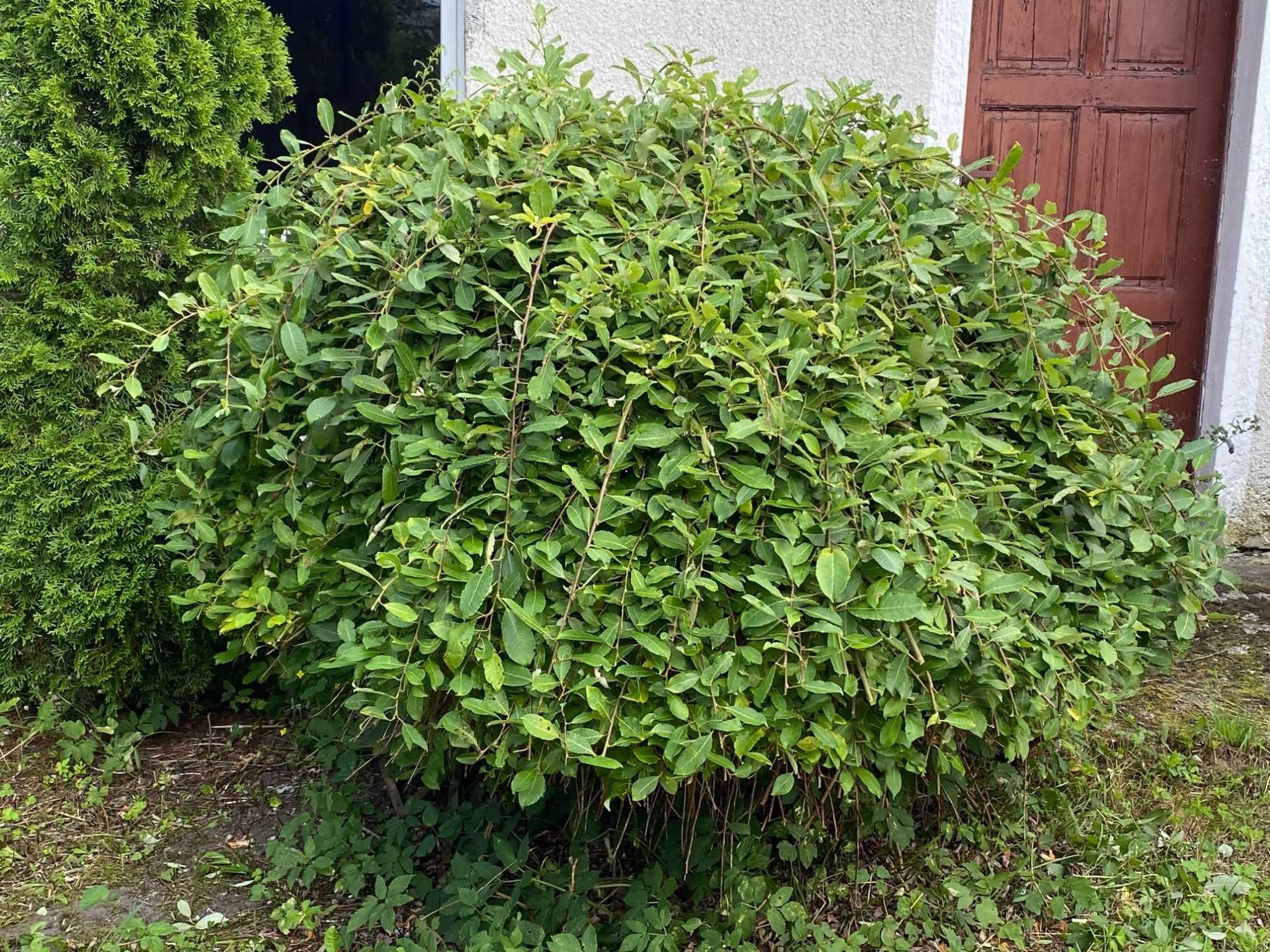 Wierzba zwisająca na pniu wysokość 150cm szerokość 180cm - 2 sztuki