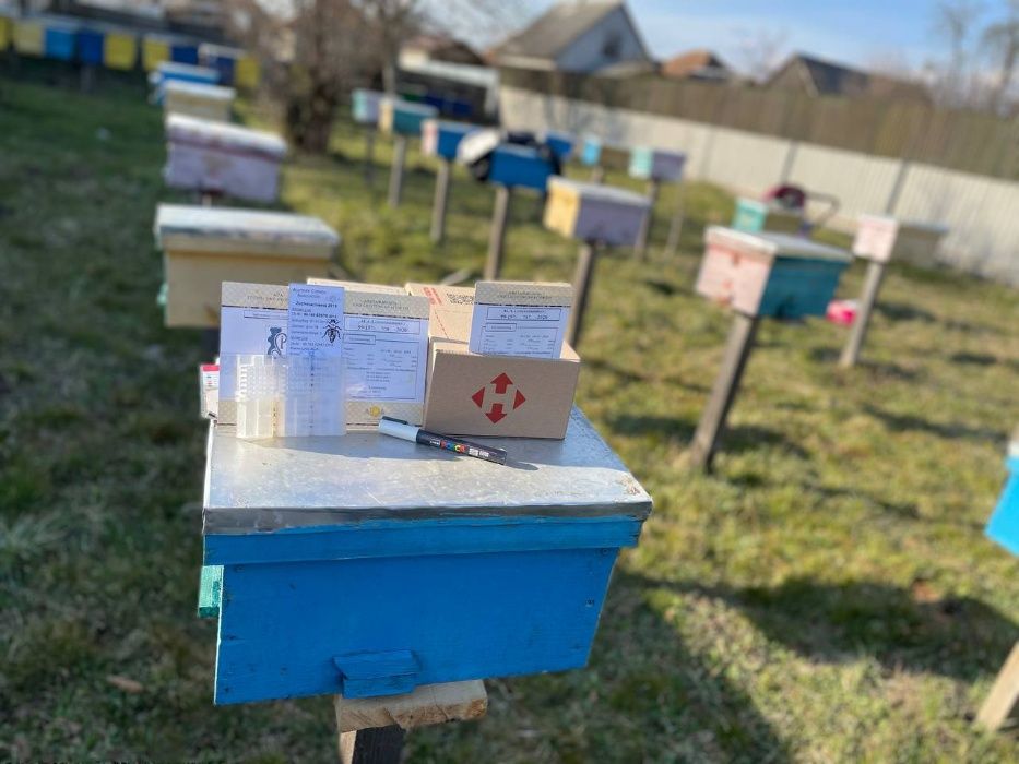 Плідна бджоломатка карніка F 1