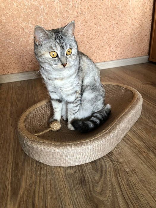 Когтеточка-лежанка 2-в-1 для котів – зручна з м'ячиком