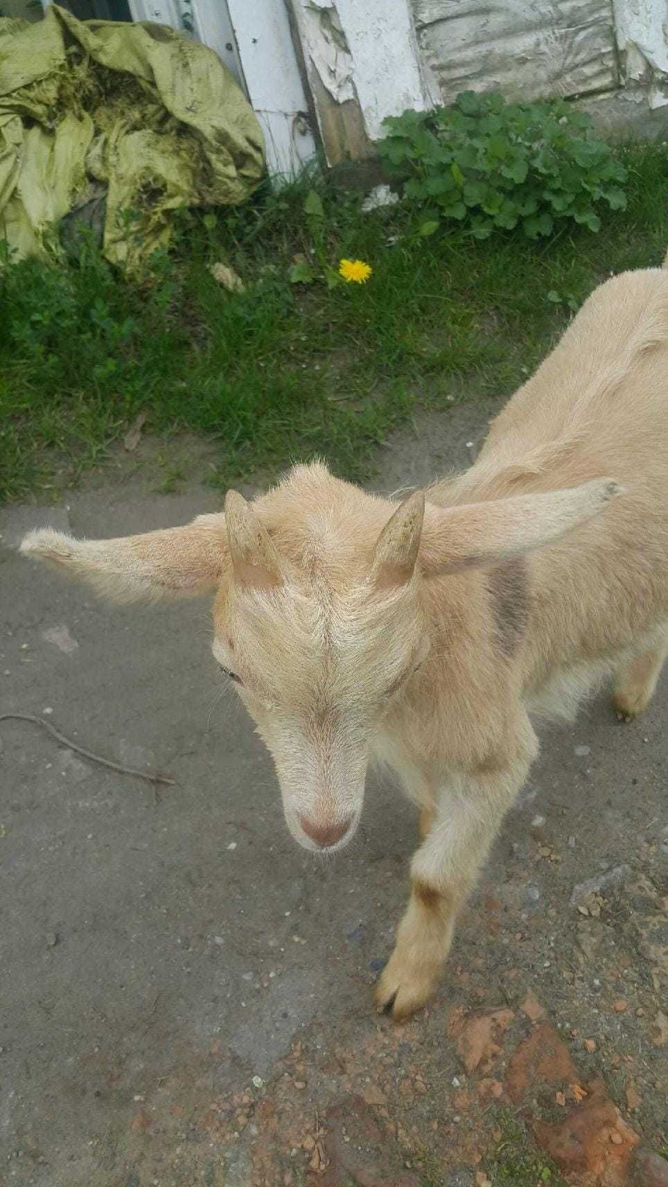 Młody samiec kozy, sprzedam w dobre ręce.