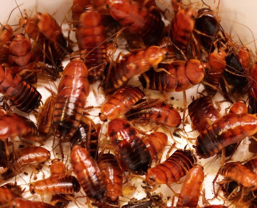 Корм для стрижей, воробьев и других птиц