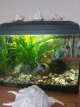 Akwarium z klapą 60L