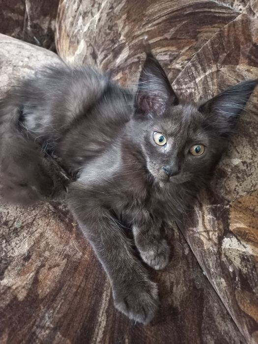 Wesoły kocurek Maine Coon