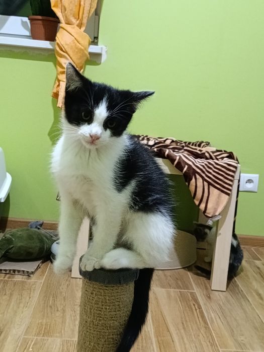 Kotki rodzeństwo szuka domu