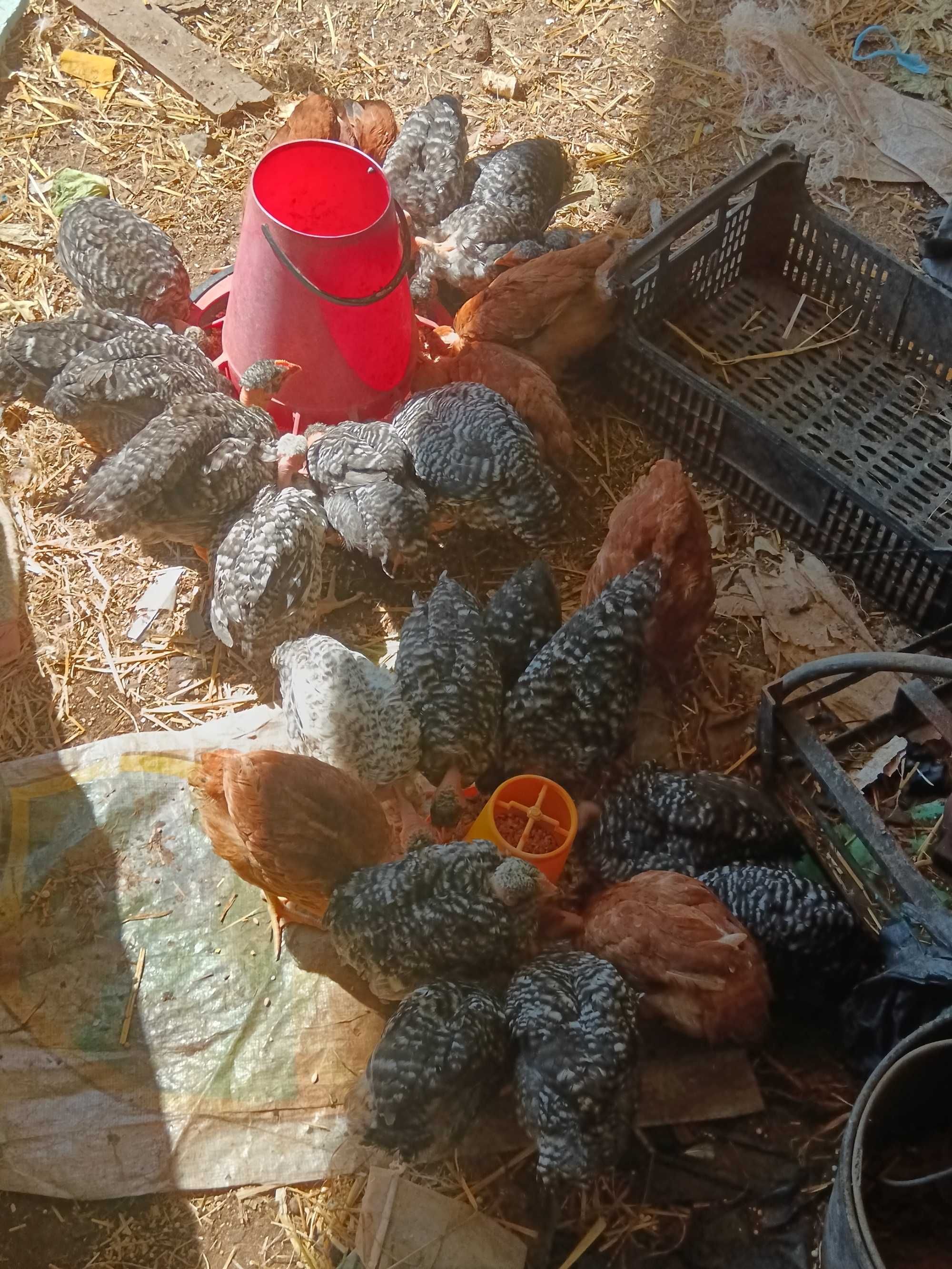 Frangos pedrês com 2 meses