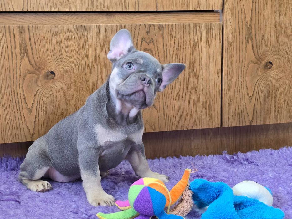 Buldog Francuski śliczny piesek Blue Tan