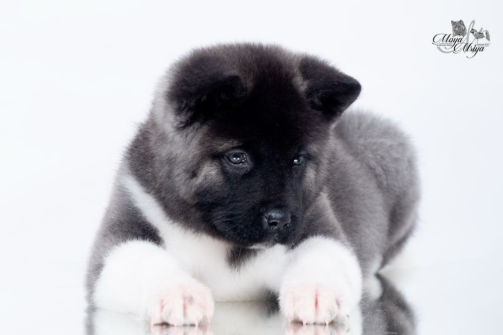 Американська акіта/ американская акита / american akita