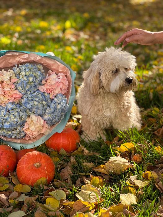 Мальтіпу хлопчик