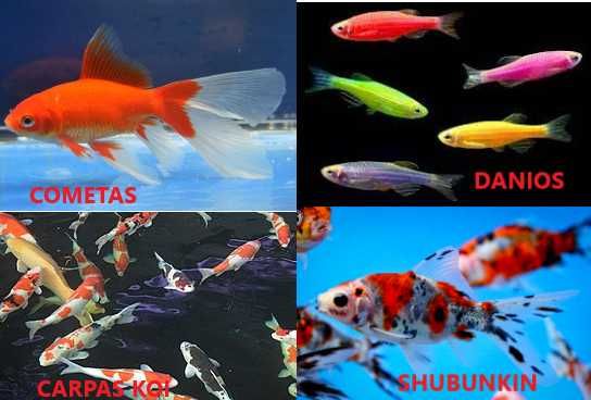 Guppies, Espadas, Molly e Platy