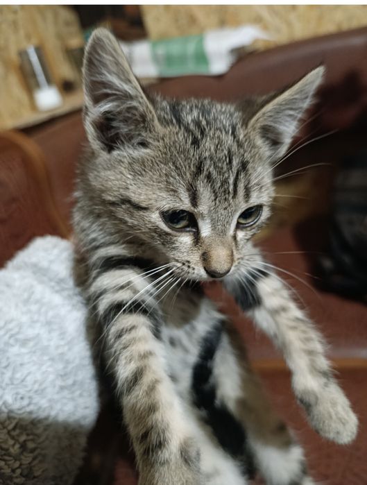Котики в добрі руки