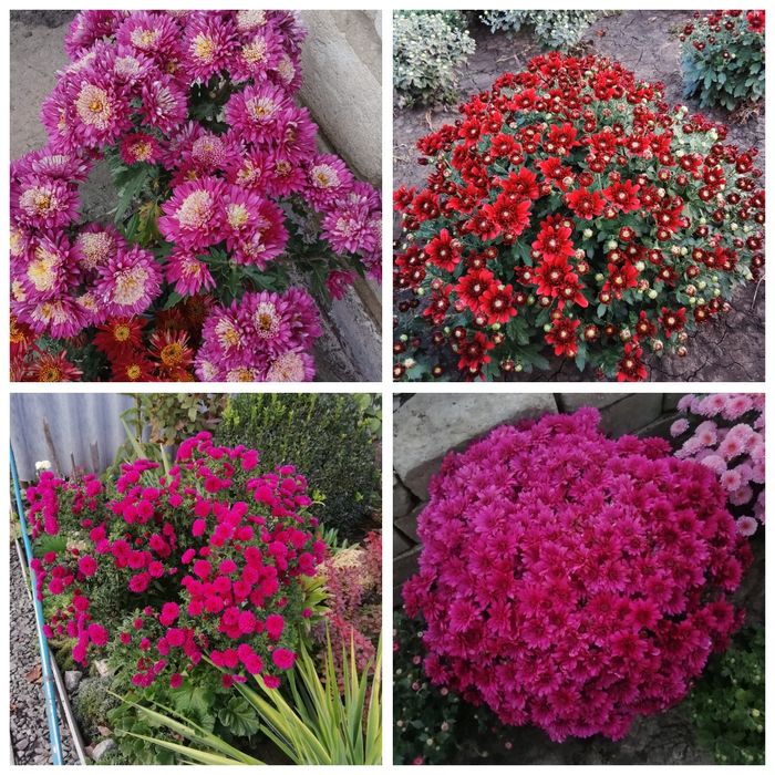 Хризантеми мультифлора корейки очитки молодила хости