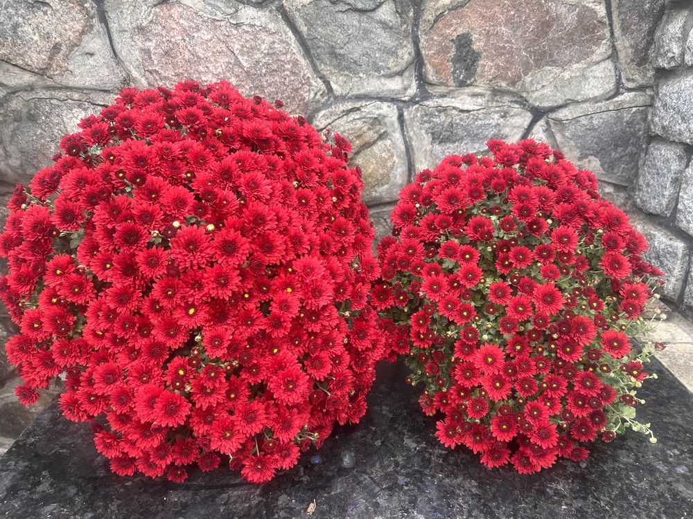 Сформовані садженці хризантеми мультифлори Branhill red