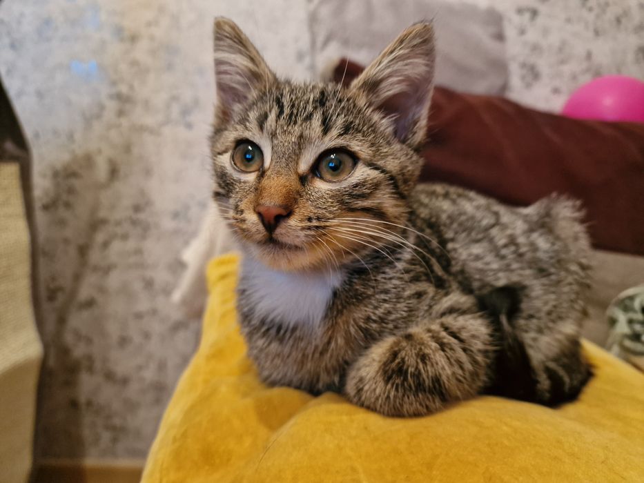 Luna i Perse do adopcji