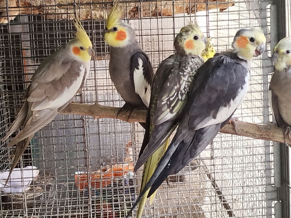 Caturras disponíveis
