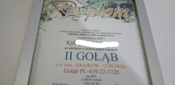 Gołębie pocztowe,mlode 2025