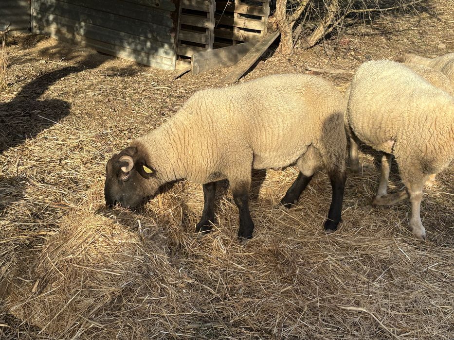 6 Ovelhas e 1 Carneiro