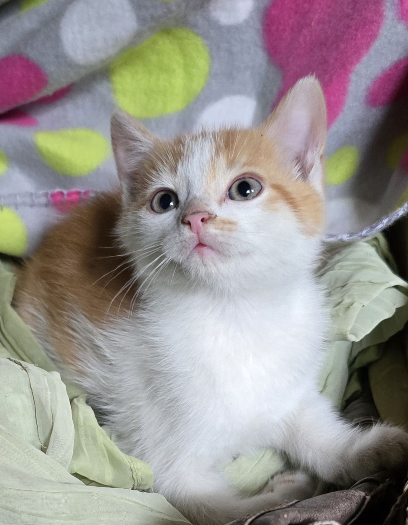 Mały kotek do odbioru kocurek koteczka kotka Maine coon Brytyjski