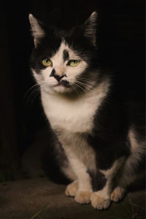 Киця Аліса шукає новий дім