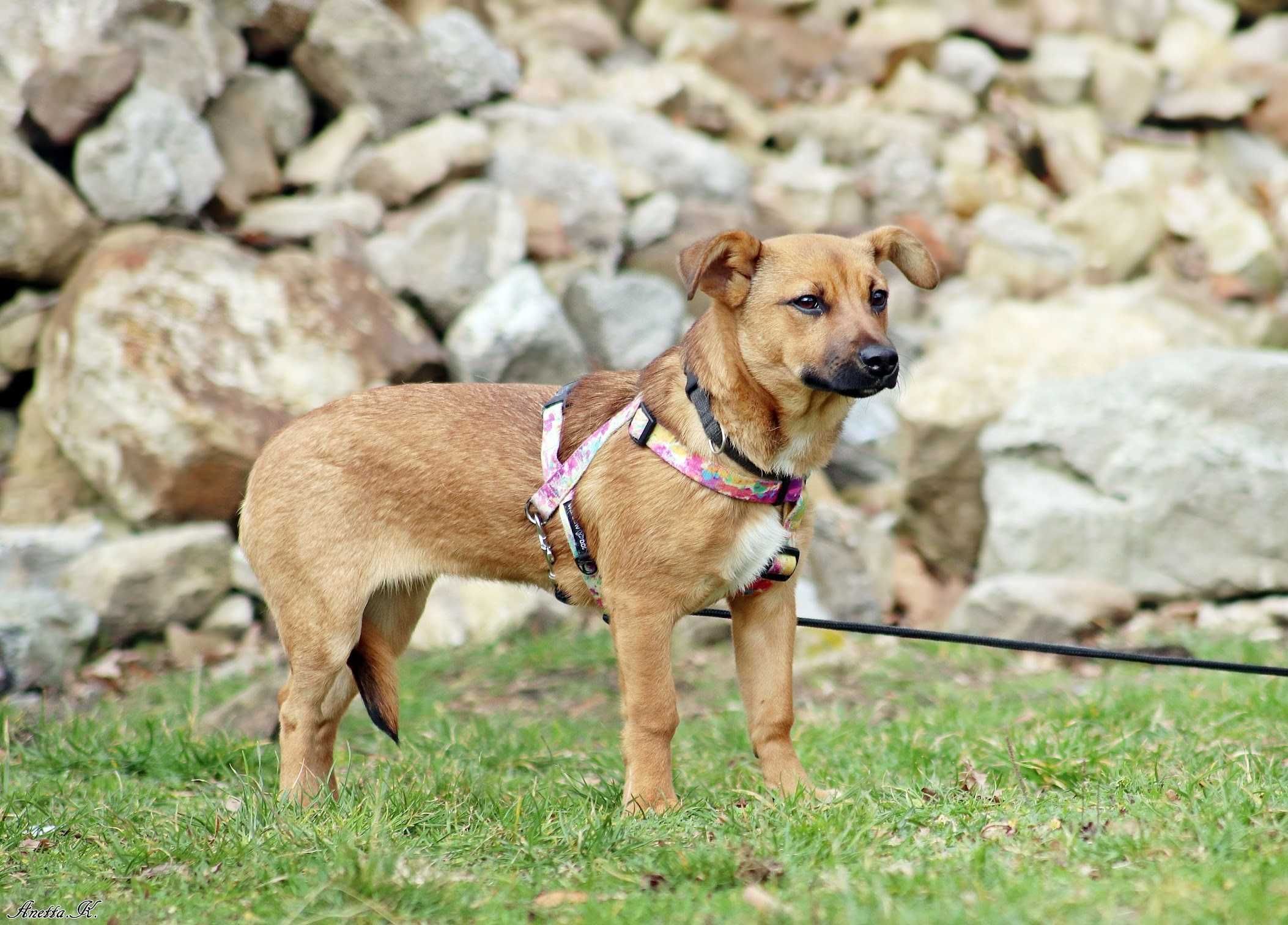 Malutka roczna kochana PEPSI do adopcji!