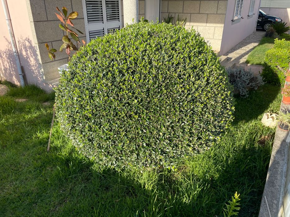 Oliveira ornamental
