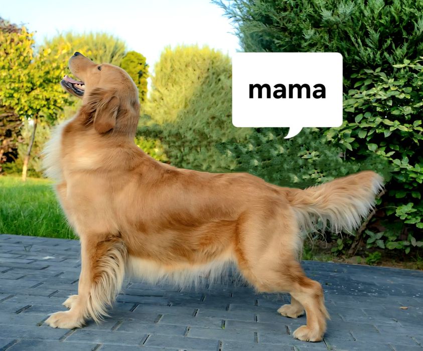 Szczenię Golden Retriever 100% linia Amerykańska  FCI ZKWP