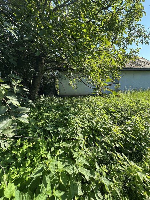 Продаж будинку та присадибної ділянки у с. Миклашів