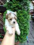 Yorkshire terrier GIZMO White ocean Perl piesek