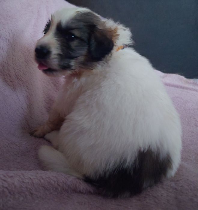 Pirenejski Pies Górski szczeniak   HERD KEEPERS FCI  - szczenię  FCI