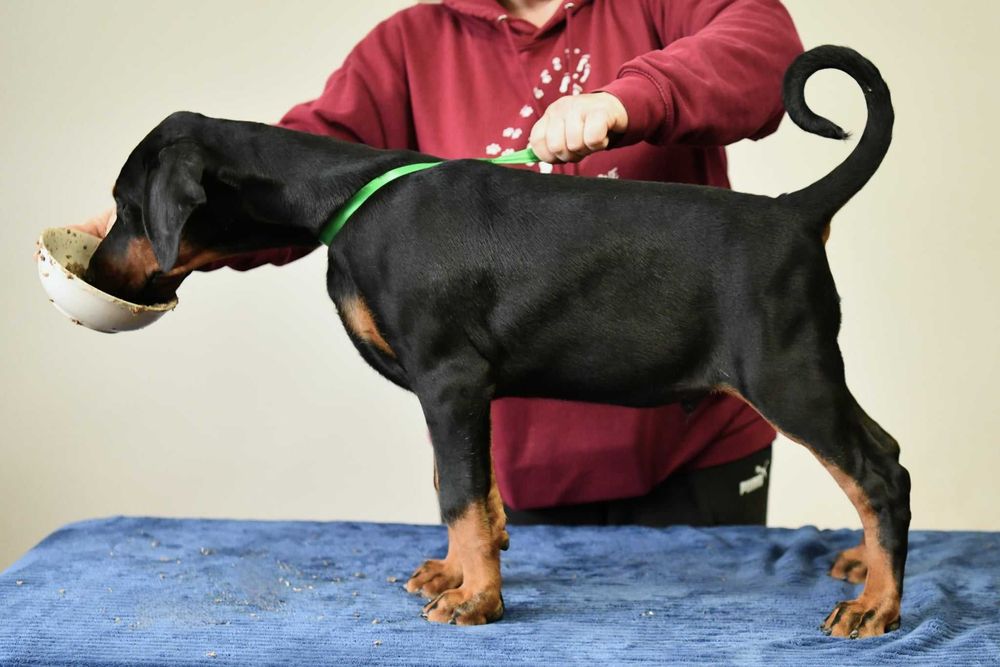 Doberman wystawowy piesek FCI
