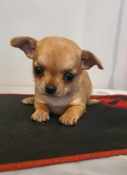 Chihuahua śliczna ruda suczka