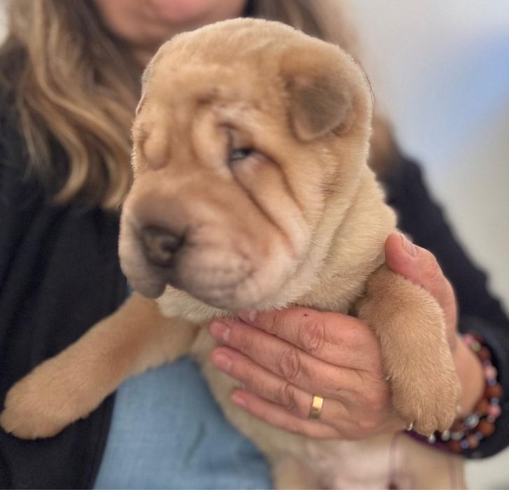 Shar Pei cachorro macho