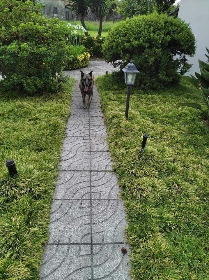 Dá se cadela, raçada de pastor alemão